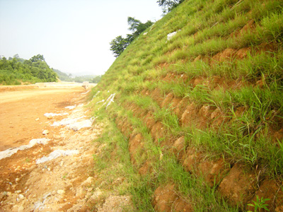 Cỏ[-]lạ[-]trồng[-]dọc[-]2[-]bên[-]ta[-]luy[-]trên[-]truyến[-]đường.